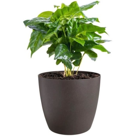 ELHO Lot de 3 pots de fleur rond The Coffee Collection - Ø14xH12,6cm, Ø16xH14,7cm, Ø18xH16,8 cm - 7 L - Marron