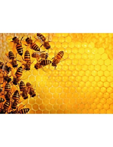 Puzzle 1000 pieces - La ruche aux abeilles - Ravensburger - Animaux - Adultes et enfants des 14 ans