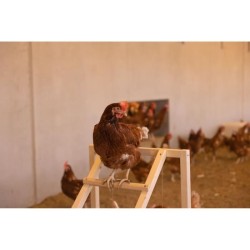 Tour d'escalade pour poules - KERBL - 85 x 55 x 76 cm - Avec balançoi