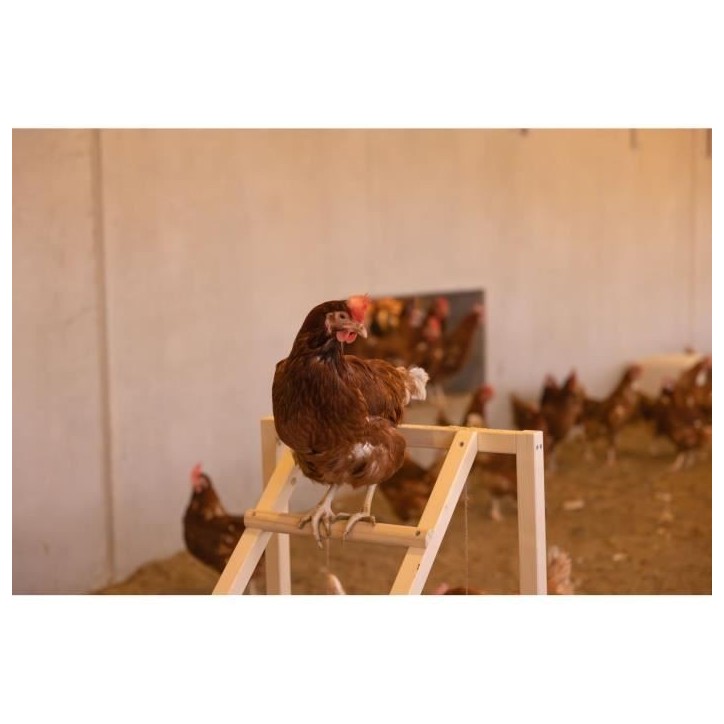 Tour d'escalade pour poules - KERBL - 85 x 55 x 76 cm - Avec balançoire - Echelle robuste Tour d'escalade pour poules - KERBL - 85 x 55 x 76 cm - Avec balançoire - Echelle robuste