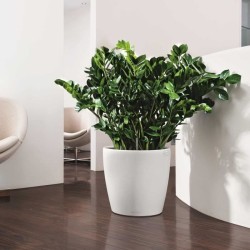 LECHUZA Pot de fleurs Classico Color 43 - All-in-one - Ø 42,0 x 39,5