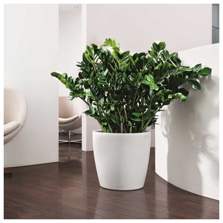 LECHUZA Pot de fleurs Classico Color 43 - All-in-one - Ø 42,0 x 39,5 cm - Kit complet - Blanc - 13230 LECHUZA Pot de fleurs Classico Color 43 - All-in-one - Ø 42,0 x 39,5 cm - Kit complet - Blanc - 13230