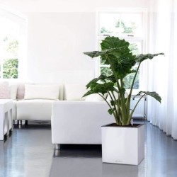 LECHUZA Pot de fleurs - Canto Premium Cube 40 - 40 x 40 x 40 cm - Kit