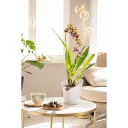 LECHUZA Jardiniere ORCHIDEA ALL-IN-ONE Blanc mat