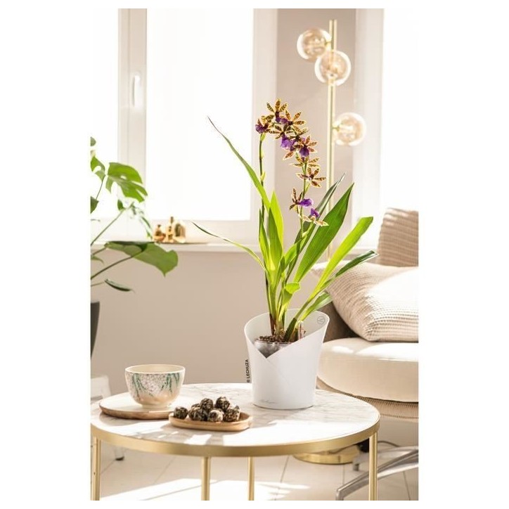 LECHUZA Jardiniere ORCHIDEA ALL-IN-ONE Blanc mat LECHUZA Jardiniere ORCHIDEA ALL-IN-ONE Blanc mat