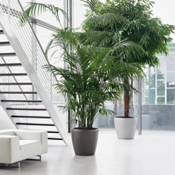 LECHUZA Pot de fleurs - Classico Premium 60 - Ø 60 x 55,5 cm - Kit co