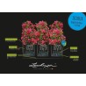 LECHUZA Jardiniere Trio Cottage 30 - 100 x 32,5 x 34,5 cm - 100 % recy