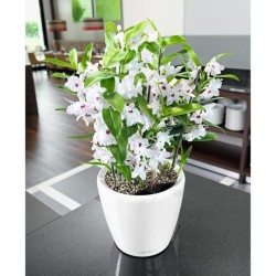 LECHUZA Pot de fleurs - Classico Premium LS 21 - Ø 22 x 20 cm - 3 L -