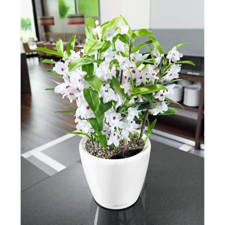 LECHUZA Pot de fleurs - Classico Premium LS 21 - Ø 22 x 20 cm - 3 L - Kit complet - Arrosage automatique - Blanc brillant