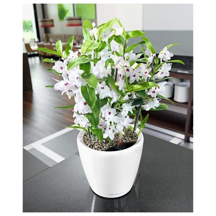 LECHUZA Pot de fleurs - Classico Premium LS 21 - Ø 22 x 20 cm - 3 L - Kit complet - Arrosage automatique - Blanc brillant LECHUZA Pot de fleurs - Classico Premium LS 21 - Ø 22 x 20 cm - 3 L - Kit complet - Arrosage automatique - Blanc brillant