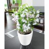 LECHUZA Pot de fleurs - Classico Premium LS 21 - Ø 22 x 20 cm - 3 L -