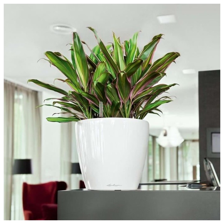 LECHUZA Jardiniere Classico 28 LS ALL-IN-ONE Blanc brillant 16040 421466 LECHUZA Jardiniere Classico 28 LS ALL-IN-ONE Blanc brillant 16040 421466
