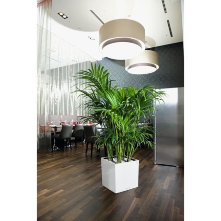 LECHUZA Pot de fleurs - Cube premium 40 - 39,0 x 39,0 x 40 cm - 31 L - Kit complet - Blanc brillant