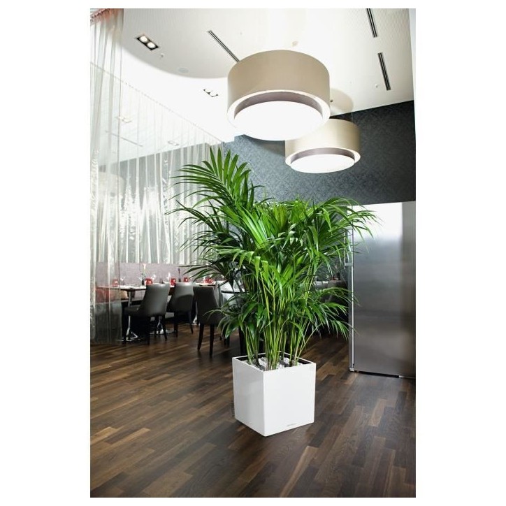LECHUZA Pot de fleurs - Cube premium 40 - 39,0 x 39,0 x 40 cm - 31 L - Kit complet - Blanc brillant LECHUZA Pot de fleurs - Cube premium 40 - 39,0 x 39,0 x 40 cm - 31 L - Kit complet - Blanc brillant