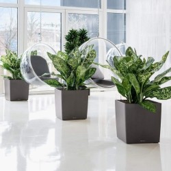 LECHUZA Pot de fleur - Cube Premium 50 - 49 x 49 x 49,5 cm - Kit compl