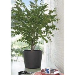 DEROMA Pot de fleurs Vase Millennium R - 59 x h49,5 cm - Anthracite -