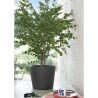 DEROMA Pot de fleurs Vase Millennium R - 59 x h49,5 cm - Anthracite -
