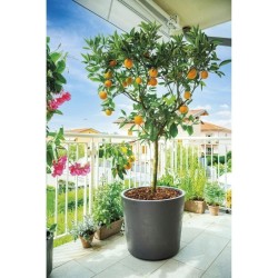 DEROMA Pot de fleurs Vase Millennium R - 59 x h49,5 cm - Anthracite -