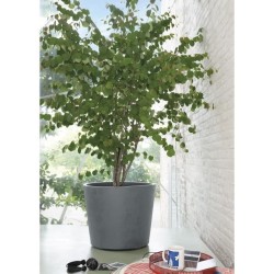 DEROMA Pot de fleurs Millennium R - 59 x h49,5 cm - Ashgrey - A réser
