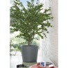 DEROMA Pot de fleurs Millennium R - 59 x h49,5 cm - Ashgrey - A réser