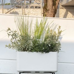 DEROMA Jardiniere Muret Cosmo - 78 x h39 cm - Perle - A réserve d'eau
