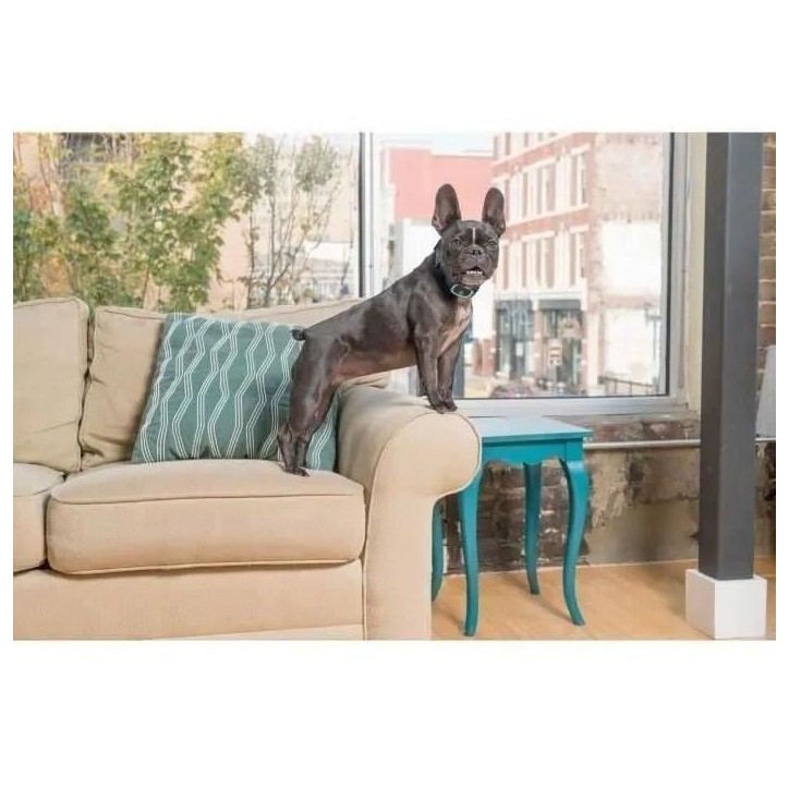 PetSafe - Collier anti aboiement pour Chien, Stimulation Eléctrostatique Progressive (6 Niveaux), Lot de 2 Piles RFA-67 (6V) PetSafe - Collier anti aboiement pour Chien, Stimulation Eléctrostatique Progressive (6 Niveaux), Lot de 2 Piles RFA-67 (6V)