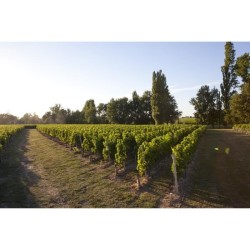 Château La Croix Montlabert 2018 Saint-Emilion Grand Cru - Vin rouge