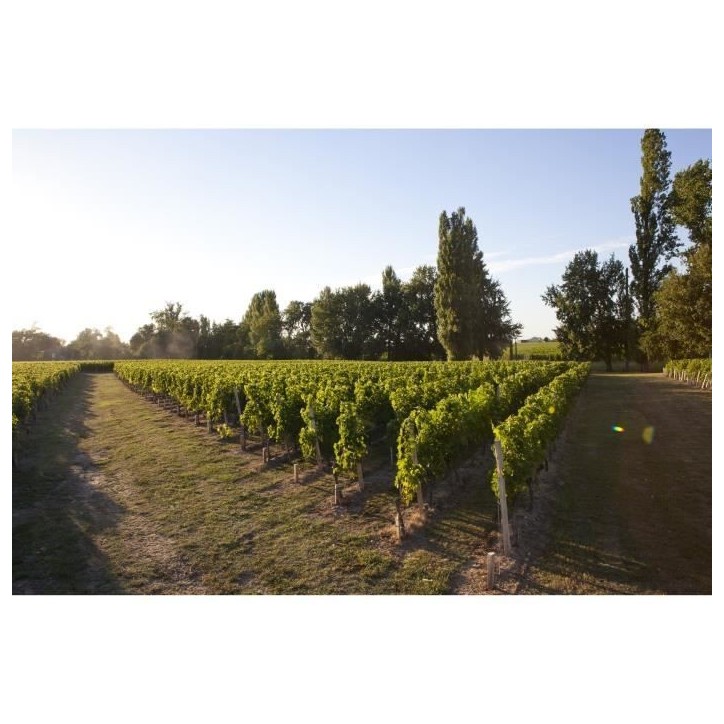 Château La Croix Montlabert 2018 Saint-Emilion Grand Cru - Vin rouge de Bordeaux Château La Croix Montlabert 2018 Saint-Emilion Grand Cru - Vin rouge de Bordeaux