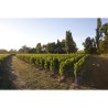 Château La Croix Montlabert 2018 Saint-Emilion Grand Cru - Vin rouge