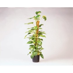 NATURE Tuteur en fibres de coco - H120 cm