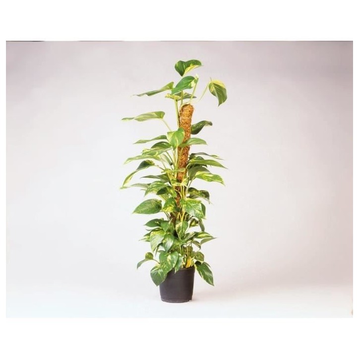NATURE Tuteur en fibres de coco - H120 cm