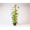 NATURE Tuteur en fibres de coco - H120 cm