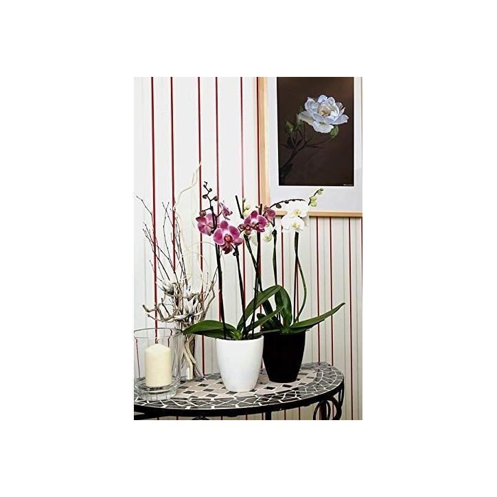 OR BRUN Engrais orchidées 250 ml OR BRUN Engrais orchidées 250 ml
