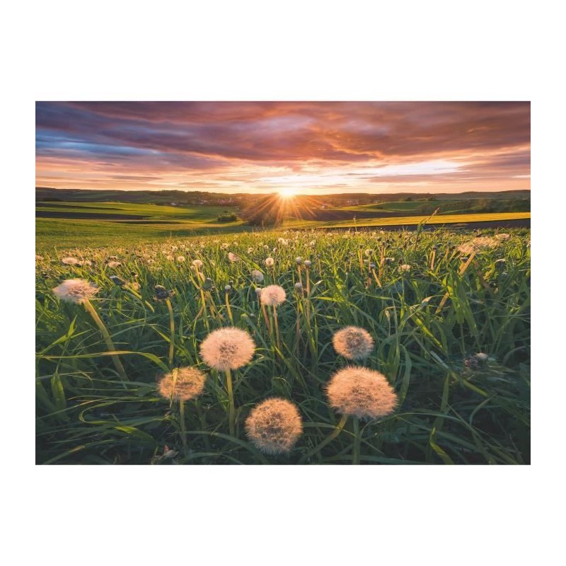 Puzzle 500 pieces Pissenlits au crépuscule, Des 12 ans, Puzzle de qua Puzzle 500 pieces Pissenlits au crépuscule, Des 12 ans, Puzzle de qua