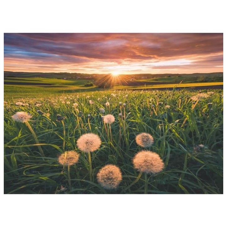 Puzzle 500 pieces Pissenlits au crépuscule, Des 12 ans, Puzzle de qualité supérieure, 12000592, Ravensburger Puzzle 500 pieces Pissenlits au crépuscule, Des 12 ans, Puzzle de qualité supérieure, 12000592, Ravensburger