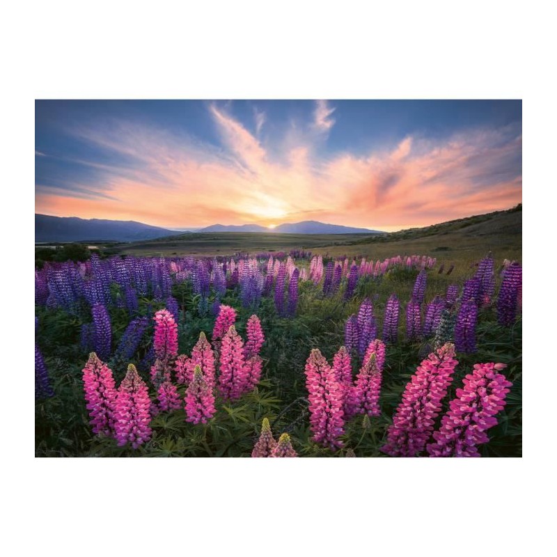 Puzzle 500 pieces Les lupins (Nature edition), Des 12 ans , Puzzle de Puzzle 500 pieces Les lupins (Nature edition), Des 12 ans , Puzzle de